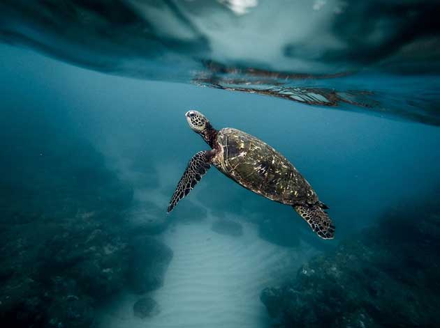 Granja de tortugas en Isla Mujeres