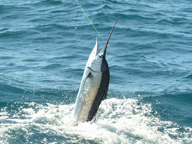 isla mujeres fly fishing