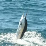 Isla Mujeres Fishing Charters