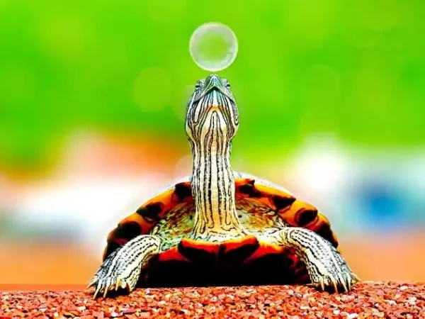 Isla Mujeres Turtle Farm